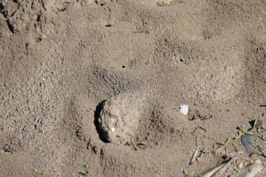 Karınca yuvasının üst görünümü