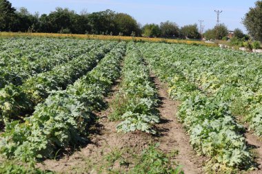 Late Autumn Zucchini Harvest Landscape. Post-Harvest Zucchini Field in Autumn