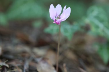 Cyclamen hederifolium, the ivy-leaved cyclamen or sowbread, is a species of flowering plant in the family Primulaceae