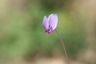 Cyclamen hederifolium, the ivy-leaved cyclamen or sowbread, is a species of flowering plant in the family Primulaceae