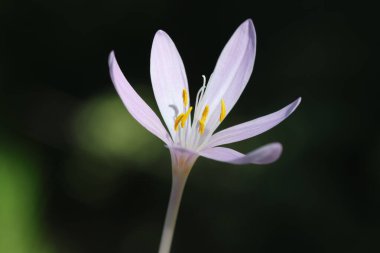 Colchicum phyllypodium is commonly known as a type of autumn crocus or meadow saffron