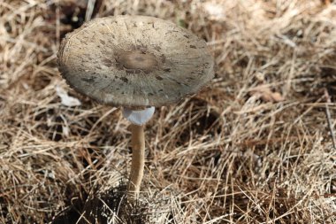 Parasol Mushroom (Macrolepiota procera) Growing on Forest Floor. Large Umbrella-Shaped Mushroom in Woodland Habitat