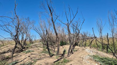 post wildfire landscape with scorched and leafless trees. desolate scene of fire damage and new growth