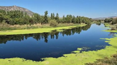 beautiful scenery of a river covered partly with lemna minor (duckweed)