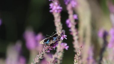  Mavi nonoş (Junonia orithya) kelebeği, üst kanatlarıyla gösteriş yapan yabani bir çiçeğe tünemiş.