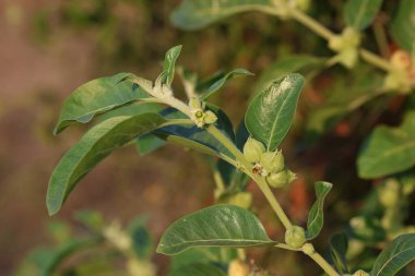 Hindistan ginsengi ya da kış kirazı (Withania somnifera) dalına çiçek ve tohum kabukları ile yakın çekim