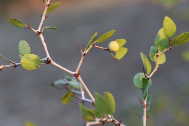 Küçük meyve ve Ziziphus nilüferinin yaprakları. Dikenli bir dikendeki küçük yaprak ağacı.