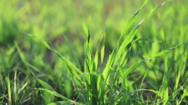 # Sallanan yeşil çimenler #