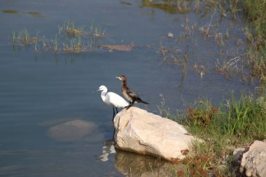 Akbalıkçıl ve karabatak nehir kenarındaki kayaya tünemiş.