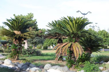 Halka açık bir parkta büyük, olgun bisikletli bitkiler.