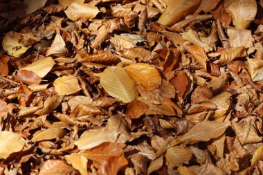 Doğulu Kayın (Fagus orientalis) Sarı-Kahverengi Sonbahar Yaprakları Sersemletici Orman Zemini Örtüsü Oluşturuyor