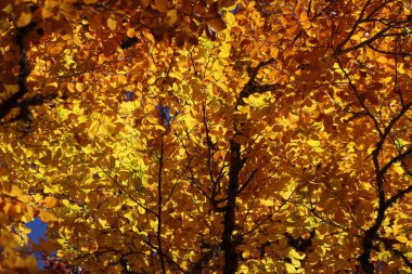 Sarı-kahverengi sonbahar yapraklı Fagus orientalis (Oriental Beech) ağacının bir dalı