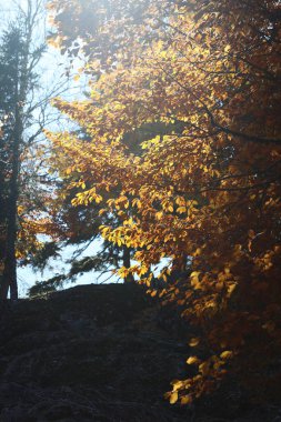 Sarı-kahverengi sonbahar yapraklı Fagus orientalis (Oriental Beech) ağacının bir dalı