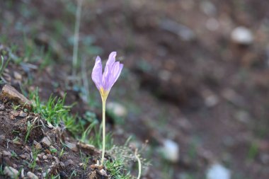 Anadolu Dağları 'ndaki Güzel Çıplak Bayanlar Çiçekleri, muhtemelen Colchicum cilicicum veya Colcihum Specosum
