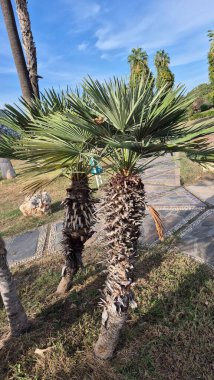 Avrupa Fan Palm (Chamaerops aşağılıyor) Şehir Parkı Ayarları 'nda Gelişme