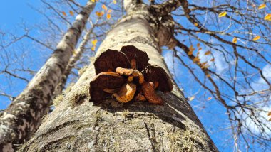 Bir Kayın Ağacının Gövdesine Yapışan Parazit Mantarların Yukarı Görünümü
