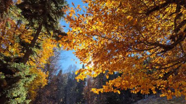 Sarı-kahverengi sonbahar yapraklı Fagus orientalis (Oriental Beech) ağacının bir dalı 