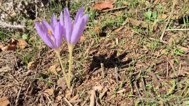 Anadolu Dağları 'ndaki Güzel Çıplak Bayanlar Çiçekleri, muhtemelen Colchicum cilicicum veya Colcihum Specosum