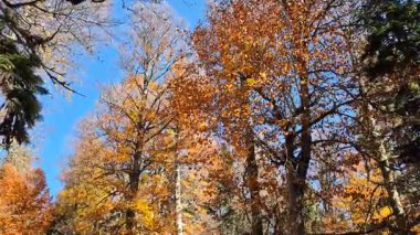 Sonbaharda sarı yapraklı kayın ağaçlarının görüntüleri.