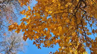  Fagus orientalis (Oriental Beech) ağacının bir dalı. Sarı-kahverengi sonbahar yaprakları rüzgarda sallanıyor.
