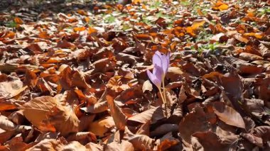 Anadolu Dağları 'ndaki Güzel Çıplak Bayanlar Çiçekleri, muhtemelen Colchicum cilicicum veya Colcihum Specosum
