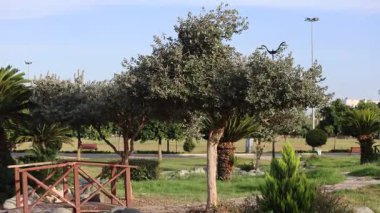 Feijoa sellowiana (ananas guava) bir parkta ağaçtır