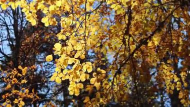 Fagus orientalis (Oriental Beech) ağacının bir dalı. Sarı-kahverengi sonbahar yaprakları rüzgarda sallanıyor.