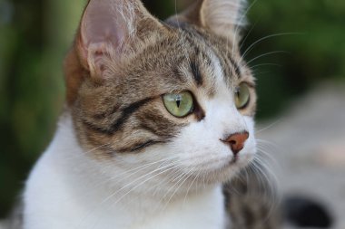 Yeşil gözlü tekir kedinin yakın plan portresi