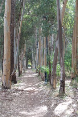 Okaliptüs Ağaçlı Güneş Işığı Ormanı Yolu