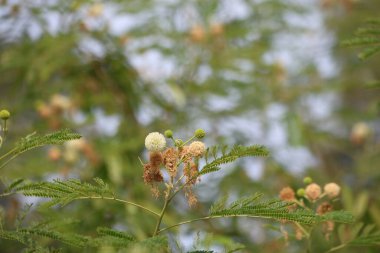 Leucaena lökocephala Çiçeklerinin Doğal Işıkta Yakın Çekimi
