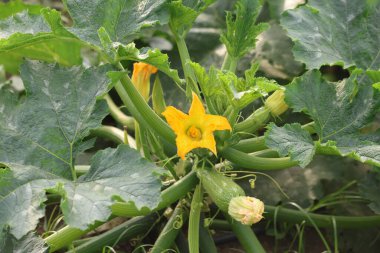 Bahçede çiçek açan genç kabaklar