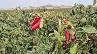 Olgun Chili Peppers Rüzgarda sallanıyor