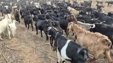 Tozlu Topraklarda keçilere Öncülük Ediyor