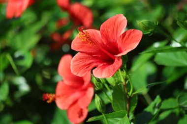 Hibiscus rosa-sinensis 'e (Çin amberçiçeği) yakın plan