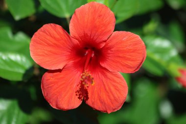 Hibiscus rosa-sinensis 'e (Çin amberçiçeği) yakın plan