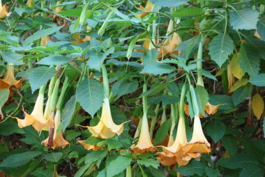 Meleğin trompet çiçeklerine yakın durun (brugmansia arborea)