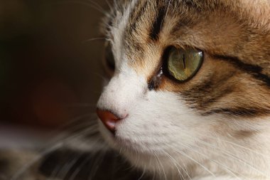 Parlak Yeşil Gözlü Tekir Kedi 'nin Yakın Çekim Portresi