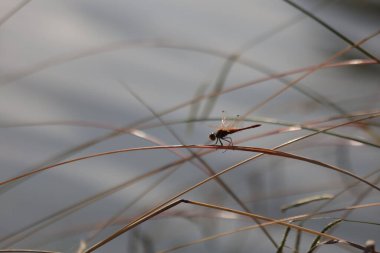 Yusufçuk Silueti Bokeh 'e Karşı Kuru Çimlerde Dinleniyor