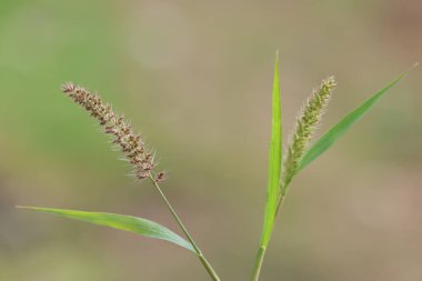 Vahşi Tüylü Çimen Setaria Sp. (muhtemelen S. verticillata) bitki