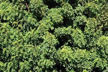 Doğadaki Keçi boynuzu ağacının yemyeşil yaprakları