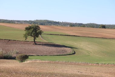 Berrak mavi bir gökyüzünün altında, yuvarlanan buğday fidanlarıyla dolu bir tarlada duran yalnız bir çam ağacı.