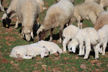Evcil koyun sürüsü ve genç kuzular kırsalda yeşil bir çayırda otluyorlar.