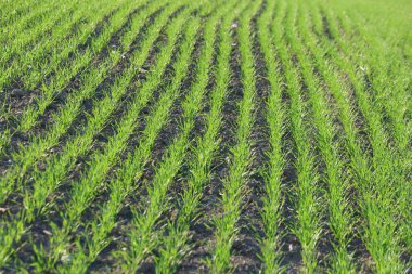 canlı yeşil buğday tarlaları kırsal alanda büyüyor.