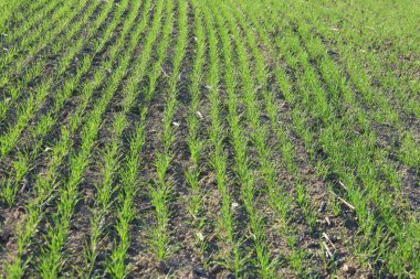 canlı yeşil buğday tarlaları kırsal alanda büyüyor.