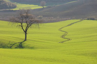 Yumuşak güneş ışığı altında yuvarlanan yeşil buğday tarlasında yapayalnız duran yapraksız ağaç.