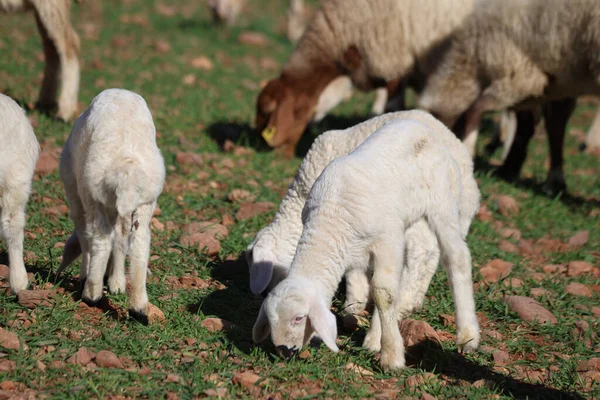 Evcil koyun sürüsü ve genç kuzular kırsalda yeşil bir çayırda otluyorlar.