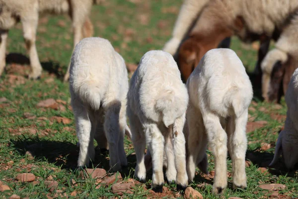 Evcil koyun sürüsü ve genç kuzular kırsalda yeşil bir çayırda otluyorlar.