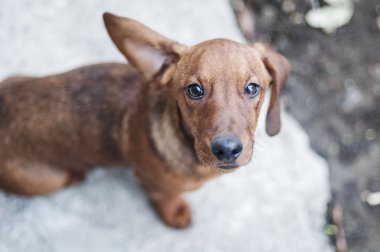 Pürüzsüz saçlı dachshund standart, renk kırmızı. Dachshund yavrusu. Bir