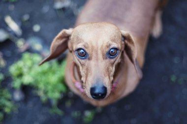 Pürüzsüz saçlı dachshund standart, renk kırmızı. Dachshund yavrusu. Bir