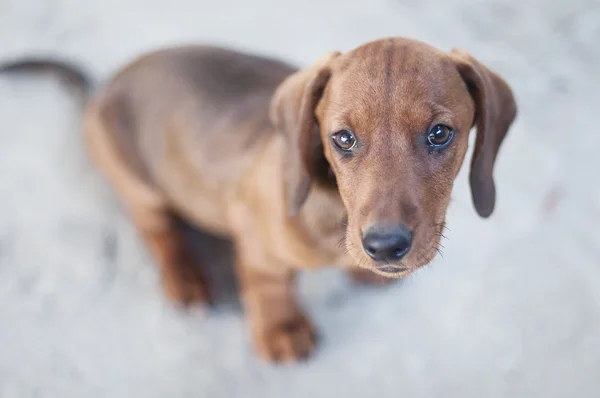 Dachshund de pelo liso estándar, color rojo. Cachorro Dachshund. Un — Foto de Stock